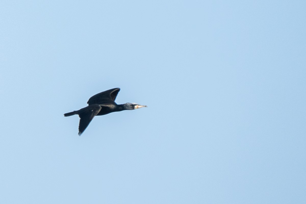 Cormorán Grande - ML630964425