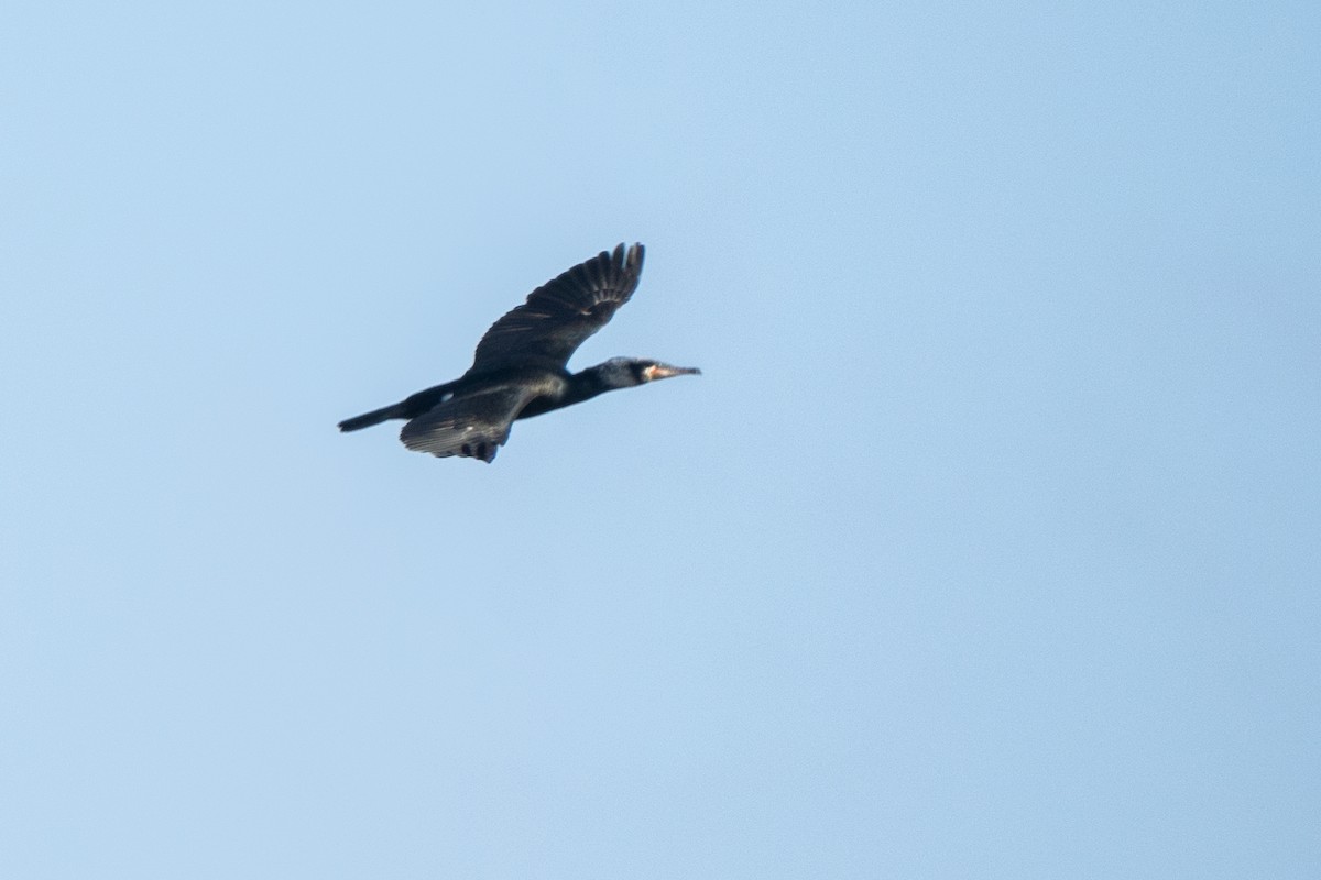 Cormorán Grande - ML630964426