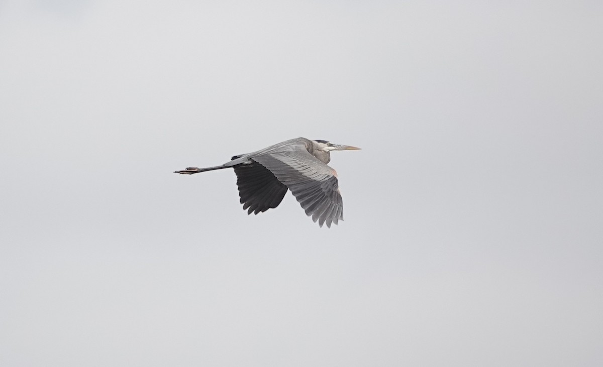 Great Blue Heron - ML630964446