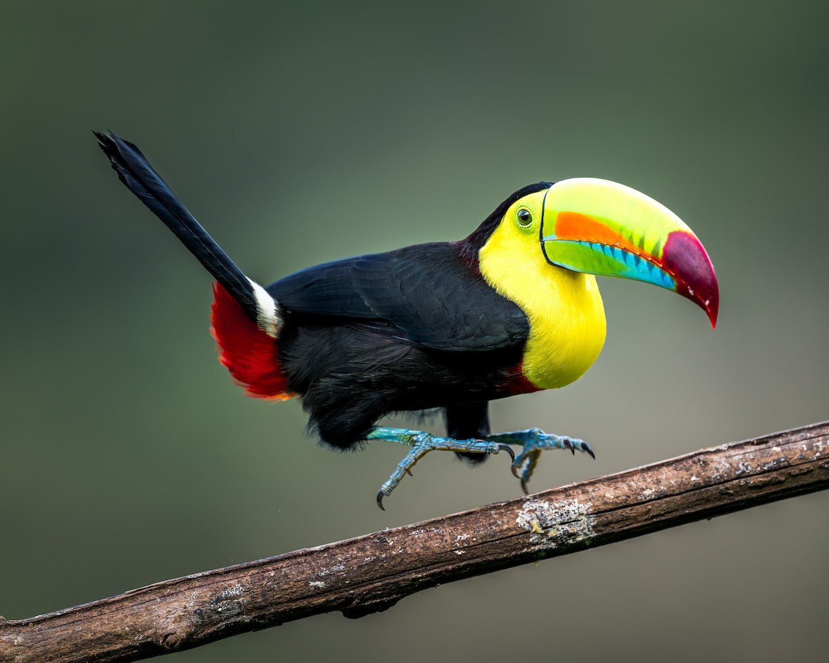 Keel-billed Toucan - ML630964517