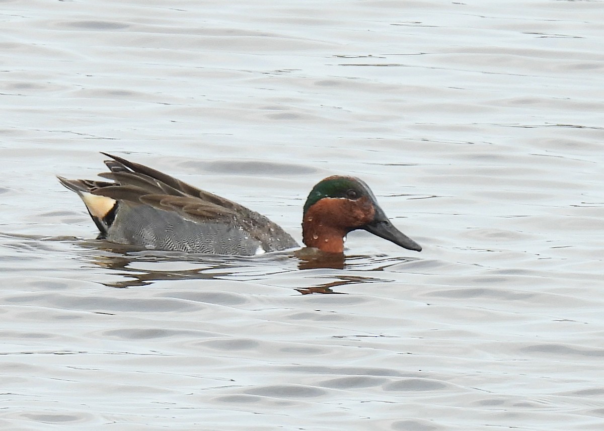 Green-winged Teal - ML630964532