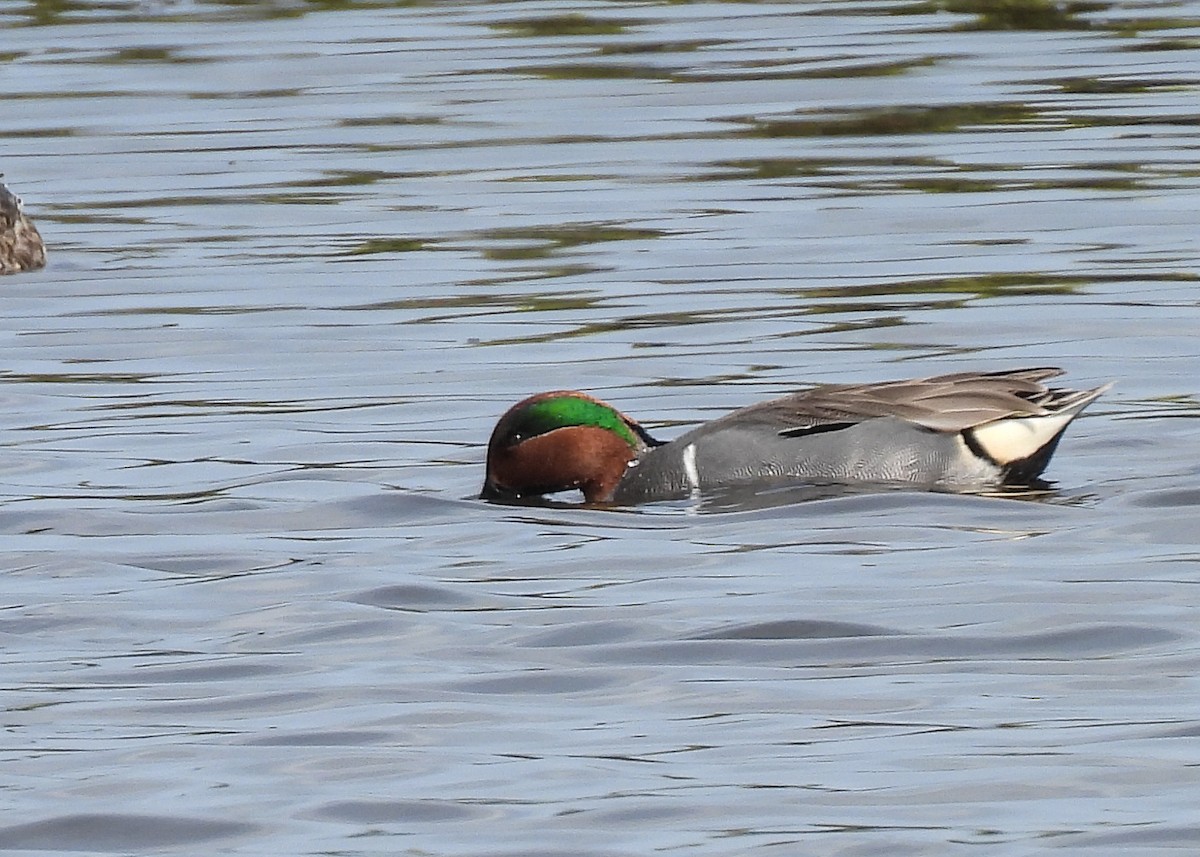 Green-winged Teal - ML630964533