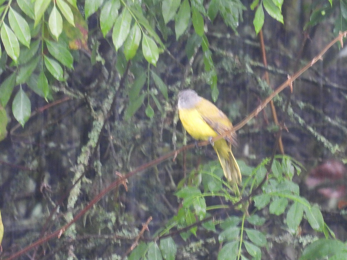 Purple-throated Cuckooshrike - ML630964595