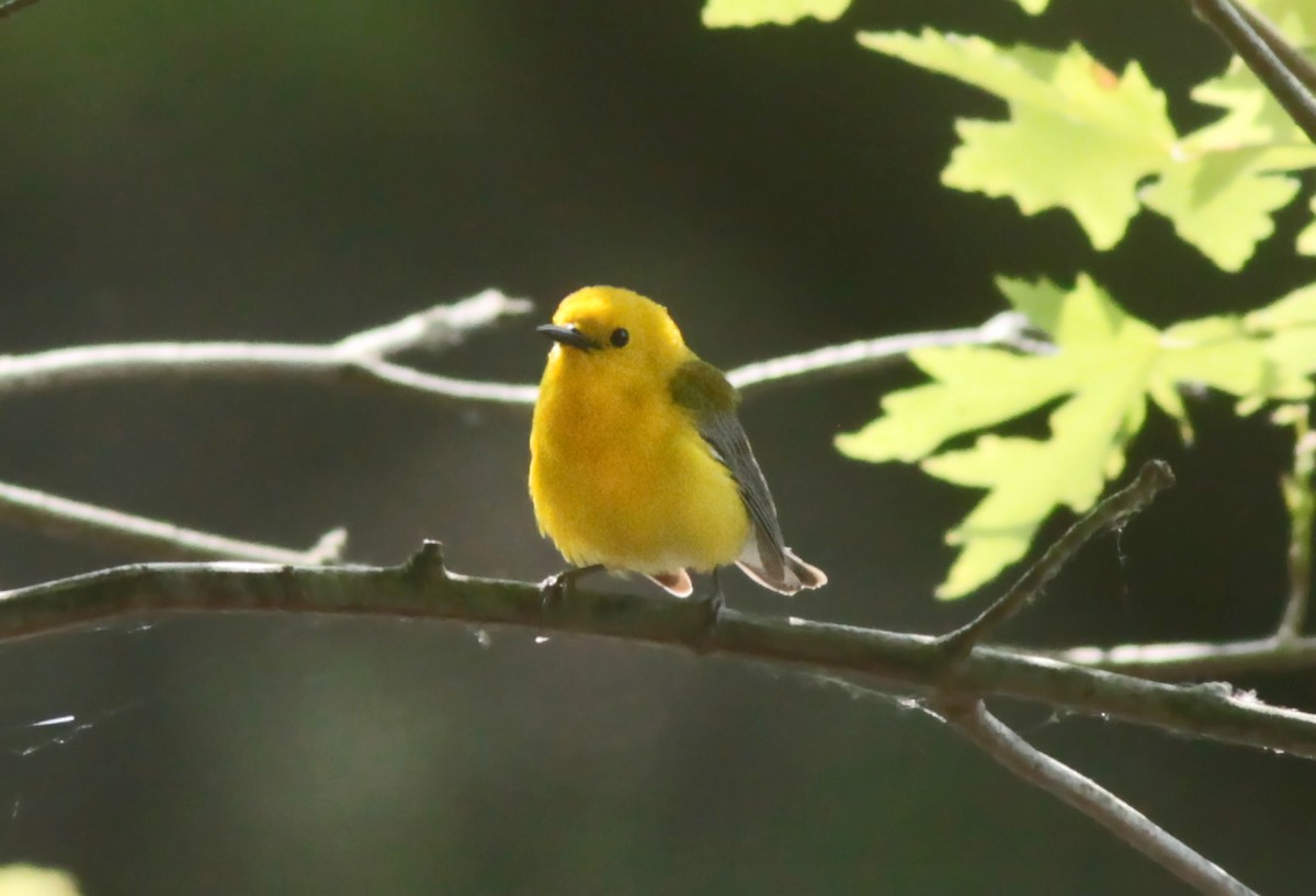 Prothonotary Warbler - ML630964719