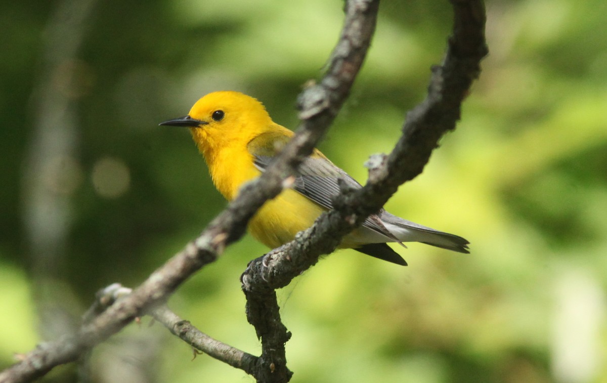 Prothonotary Warbler - ML630964721