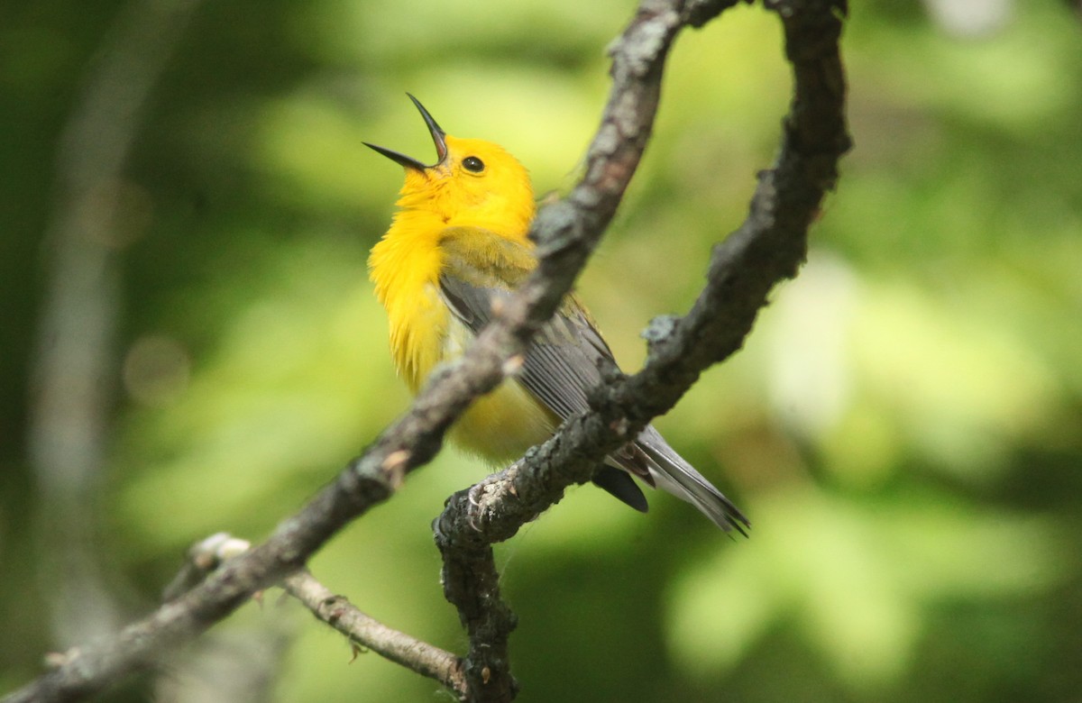 Prothonotary Warbler - ML630964723