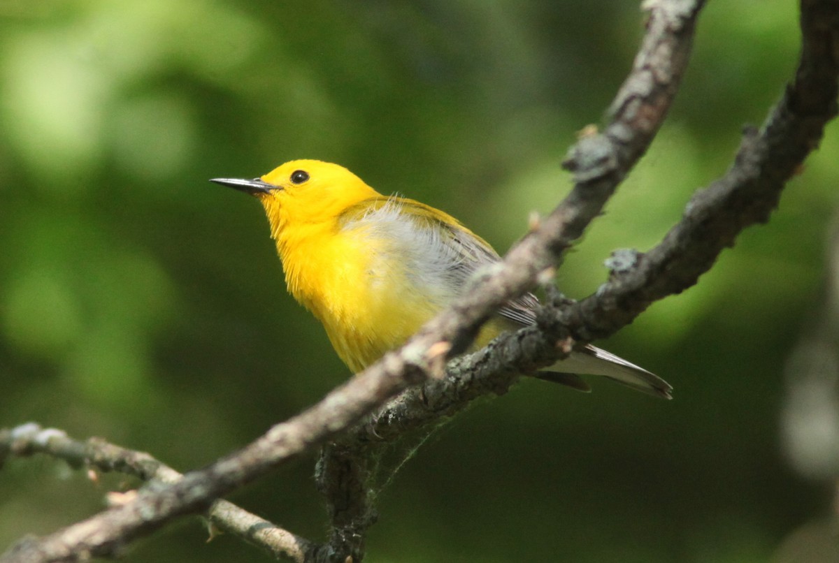 Prothonotary Warbler - ML630964726