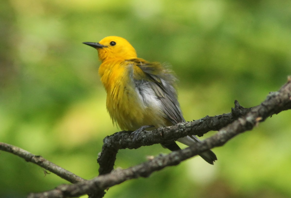 Prothonotary Warbler - ML630964728