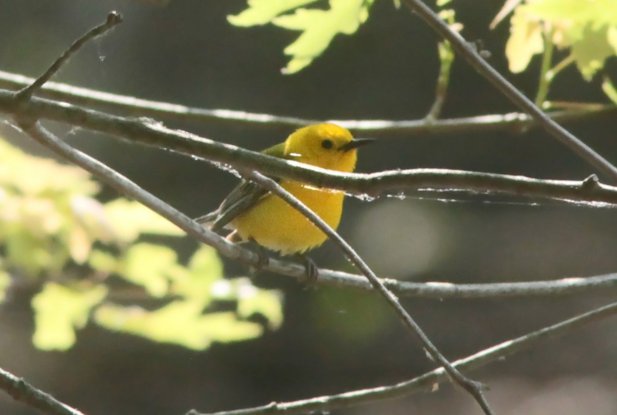Prothonotary Warbler - ML630964729