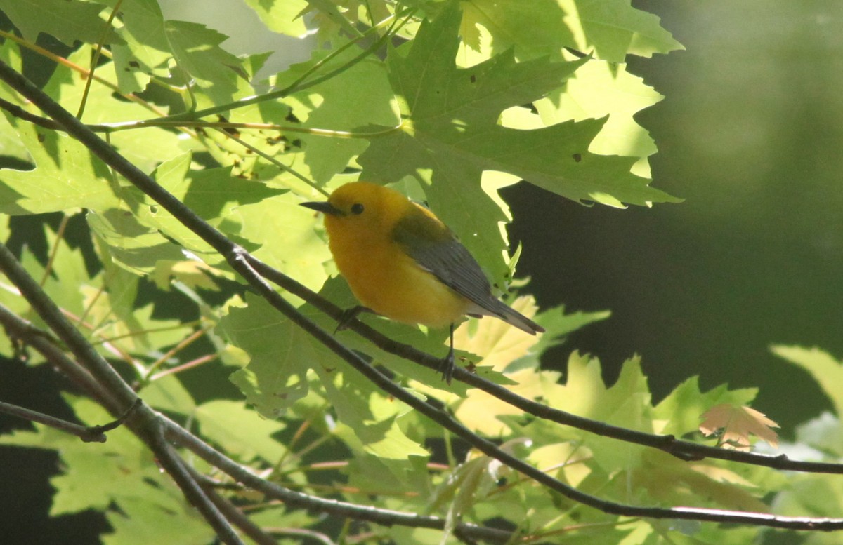 Prothonotary Warbler - ML630964730