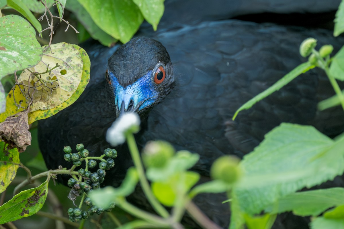 Black Guan - ML630964906