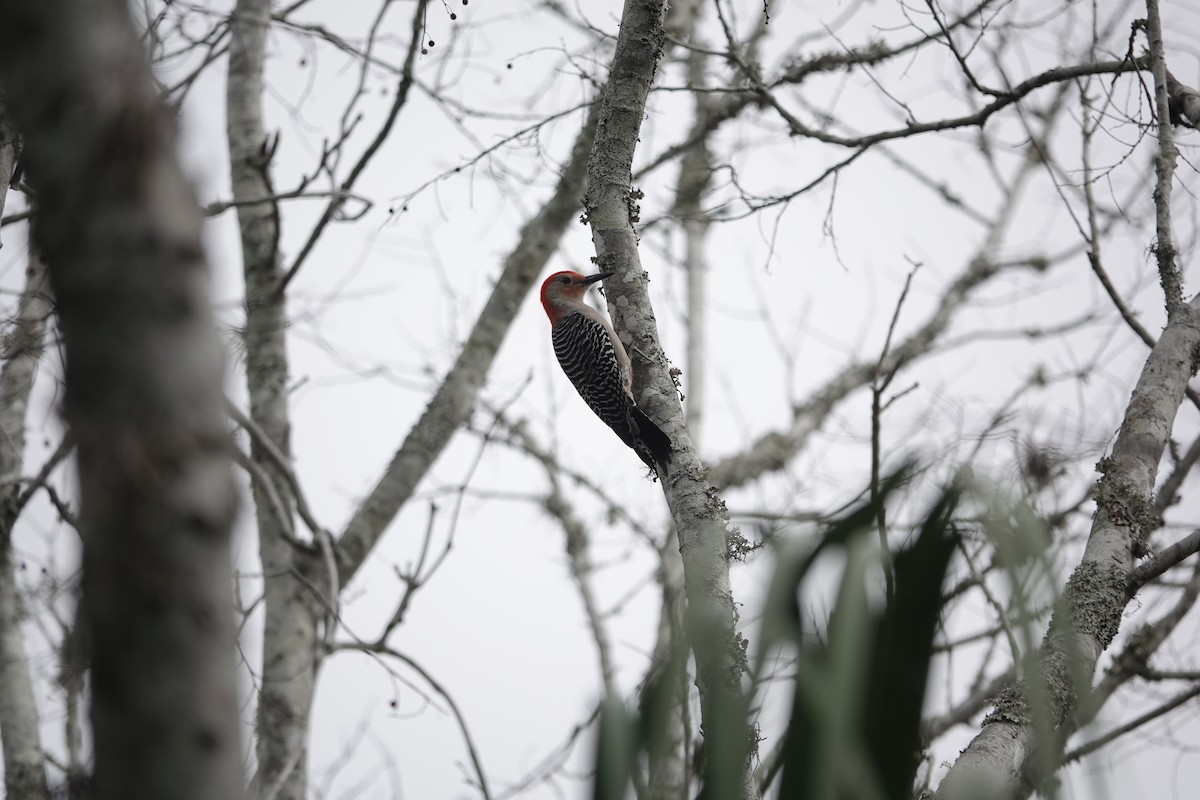 Red-bellied Woodpecker - ML630964914