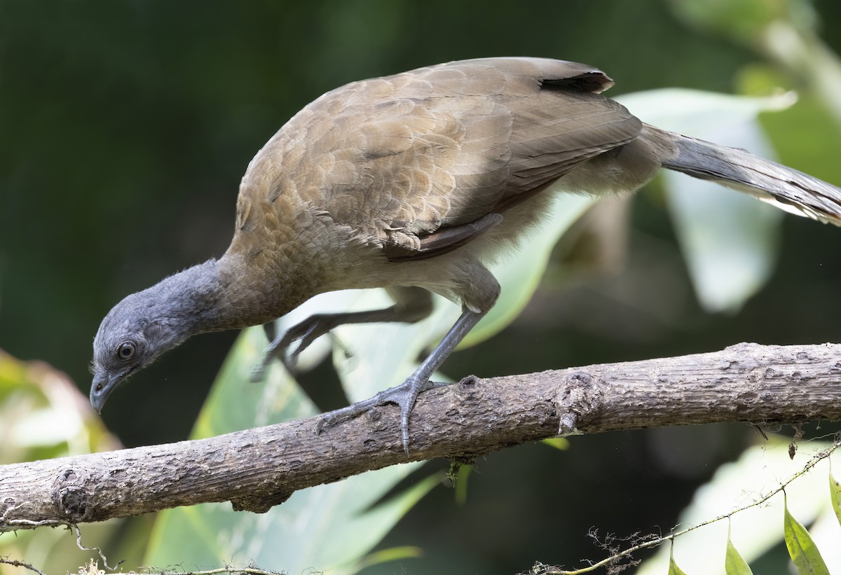 Chachalaca Cabecigrís - ML630965014