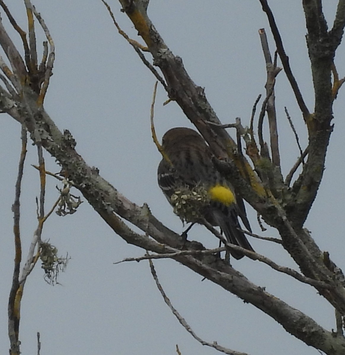 Yellow-rumped Warbler - ML630965105