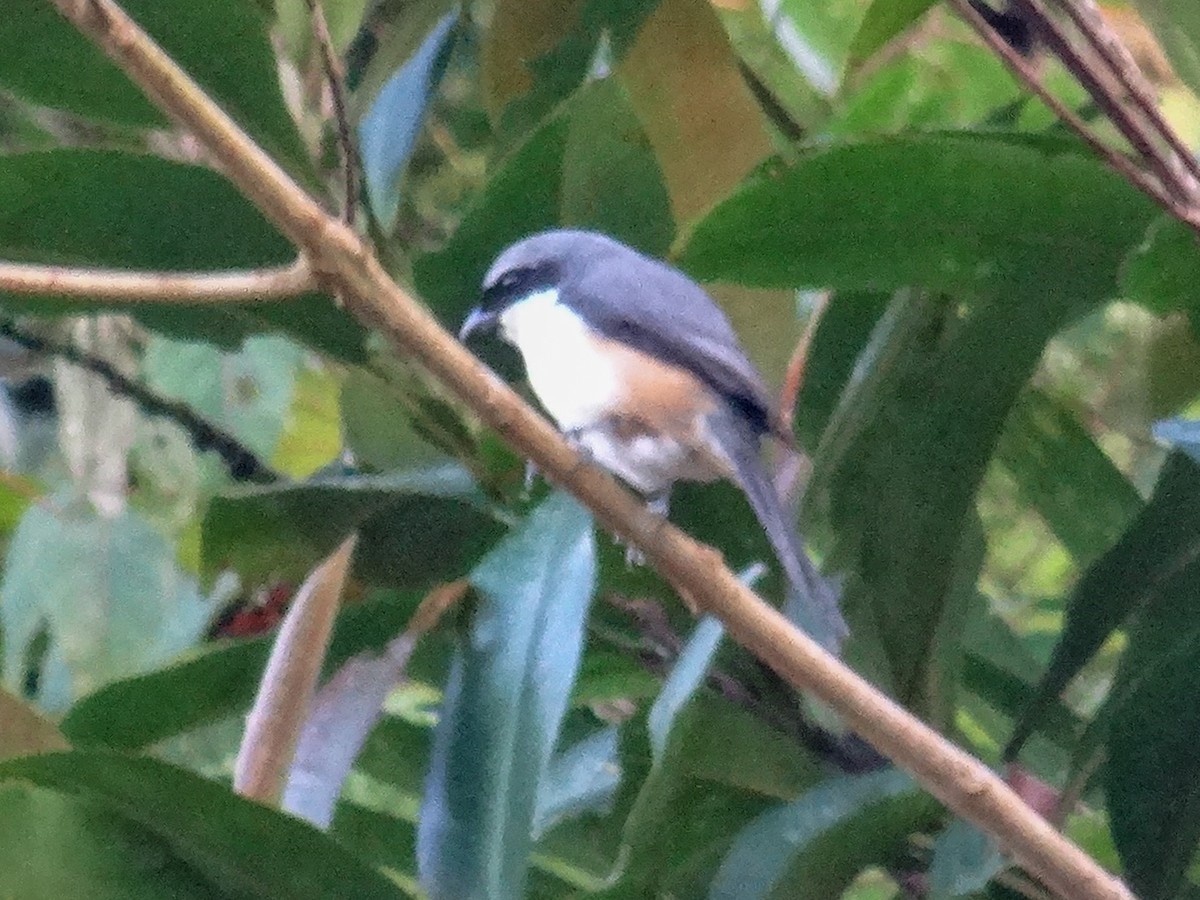Mountain Shrike - ML630965112