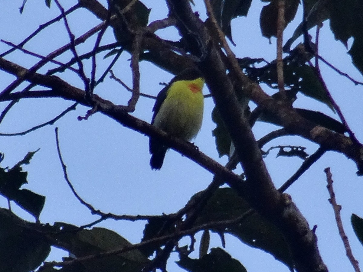 Metallic-winged Sunbird (Luzon) - ML630965132