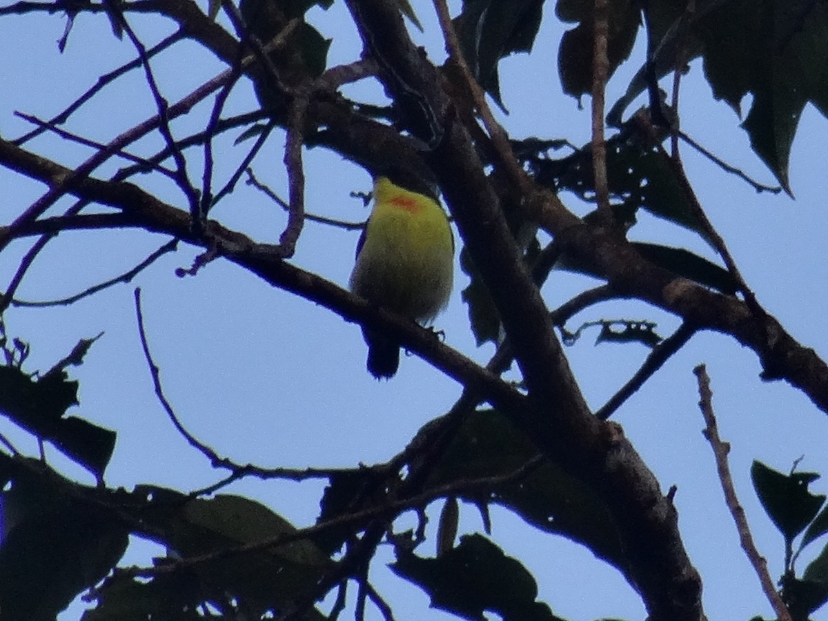 Metallic-winged Sunbird (Luzon) - ML630965133