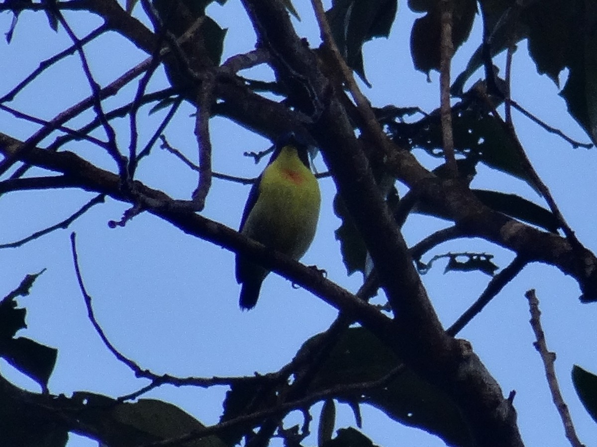 Metallic-winged Sunbird (Luzon) - ML630965134