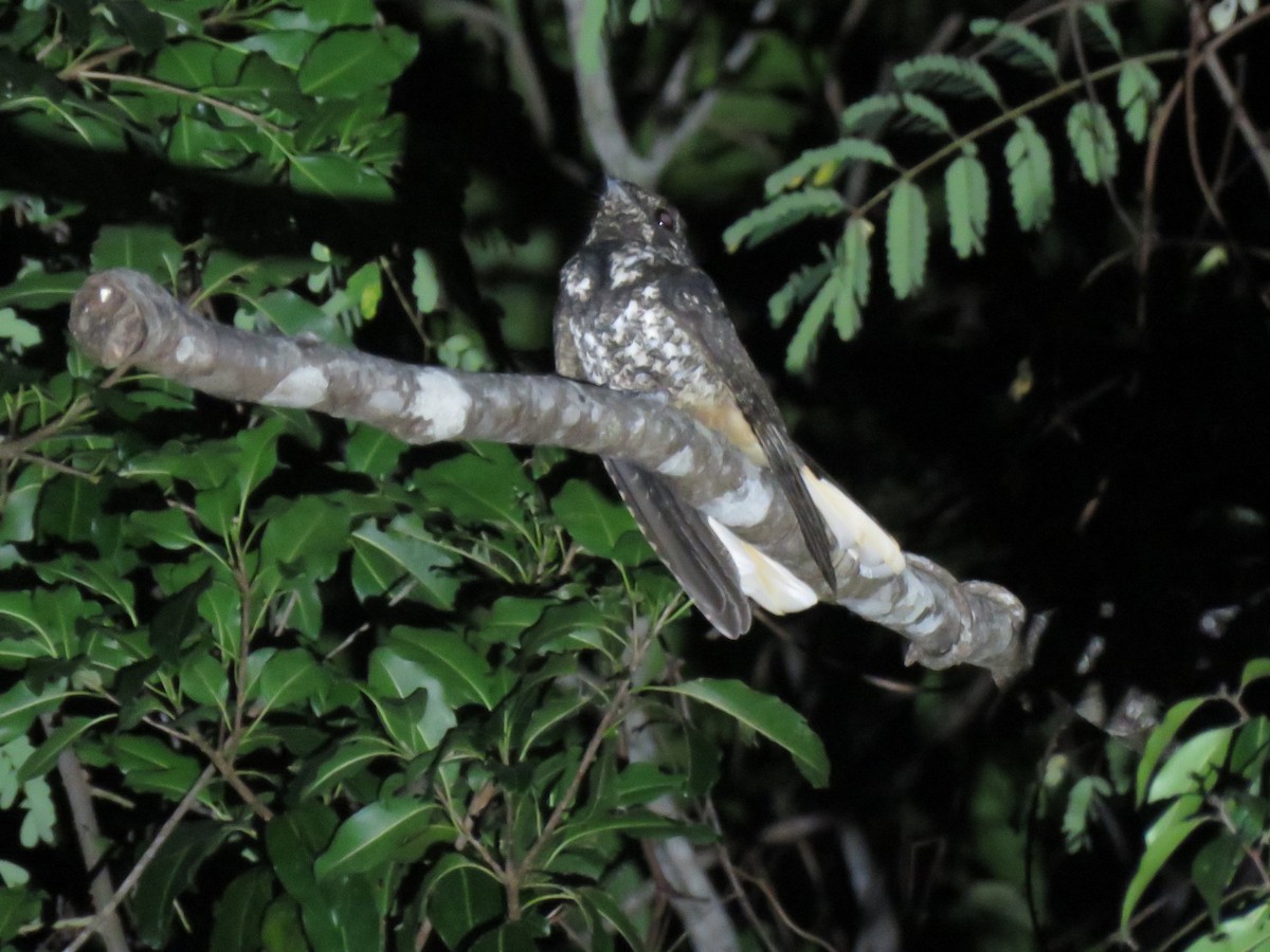 Hispaniolan Nightjar - ML630965156