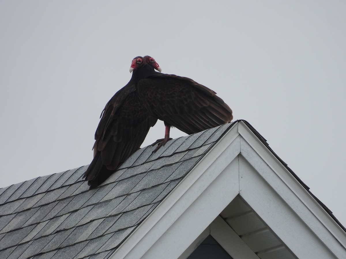 Turkey Vulture - ML630965165