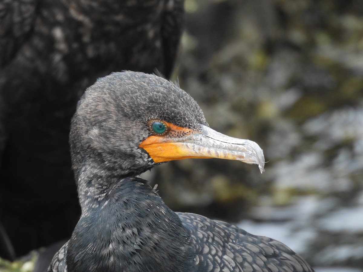 Double-crested Cormorant - ML630965211