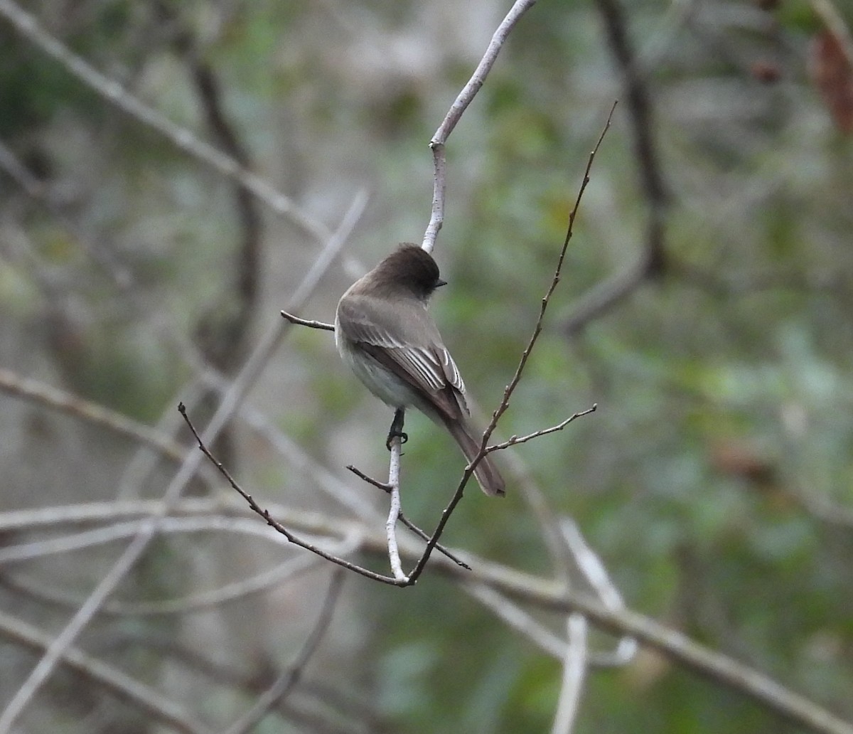 Eastern Phoebe - ML630965282