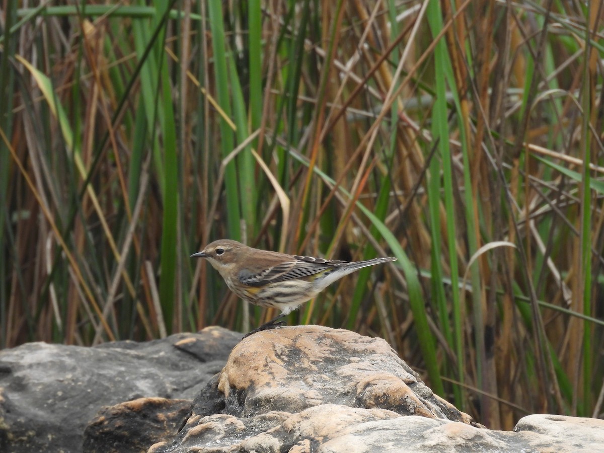 Yellow-rumped Warbler - ML630965405
