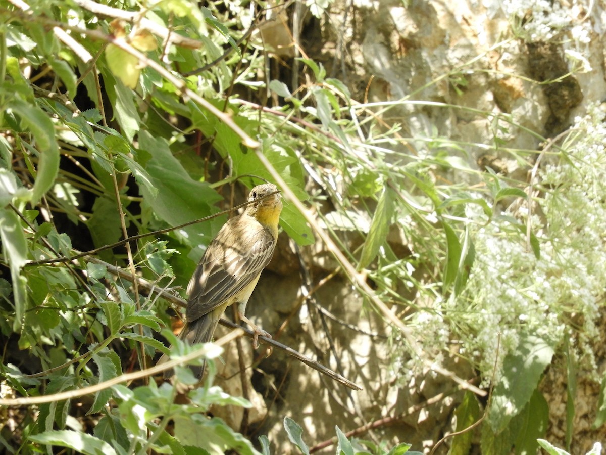 Eastern Black-eared Wheatear - ML63096541