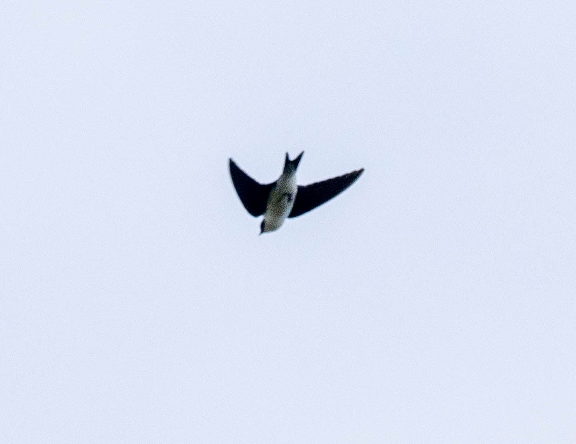 Golden Swallow - ML630965482