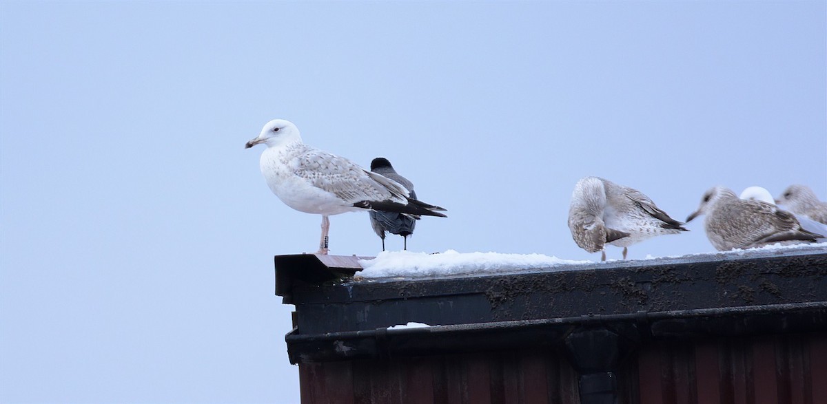 Caspian Gull - ML630965505