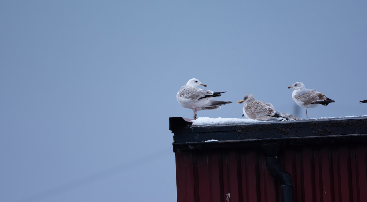Caspian Gull - ML630965522