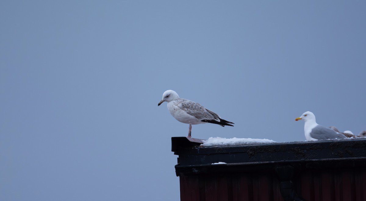 Caspian Gull - ML630965523