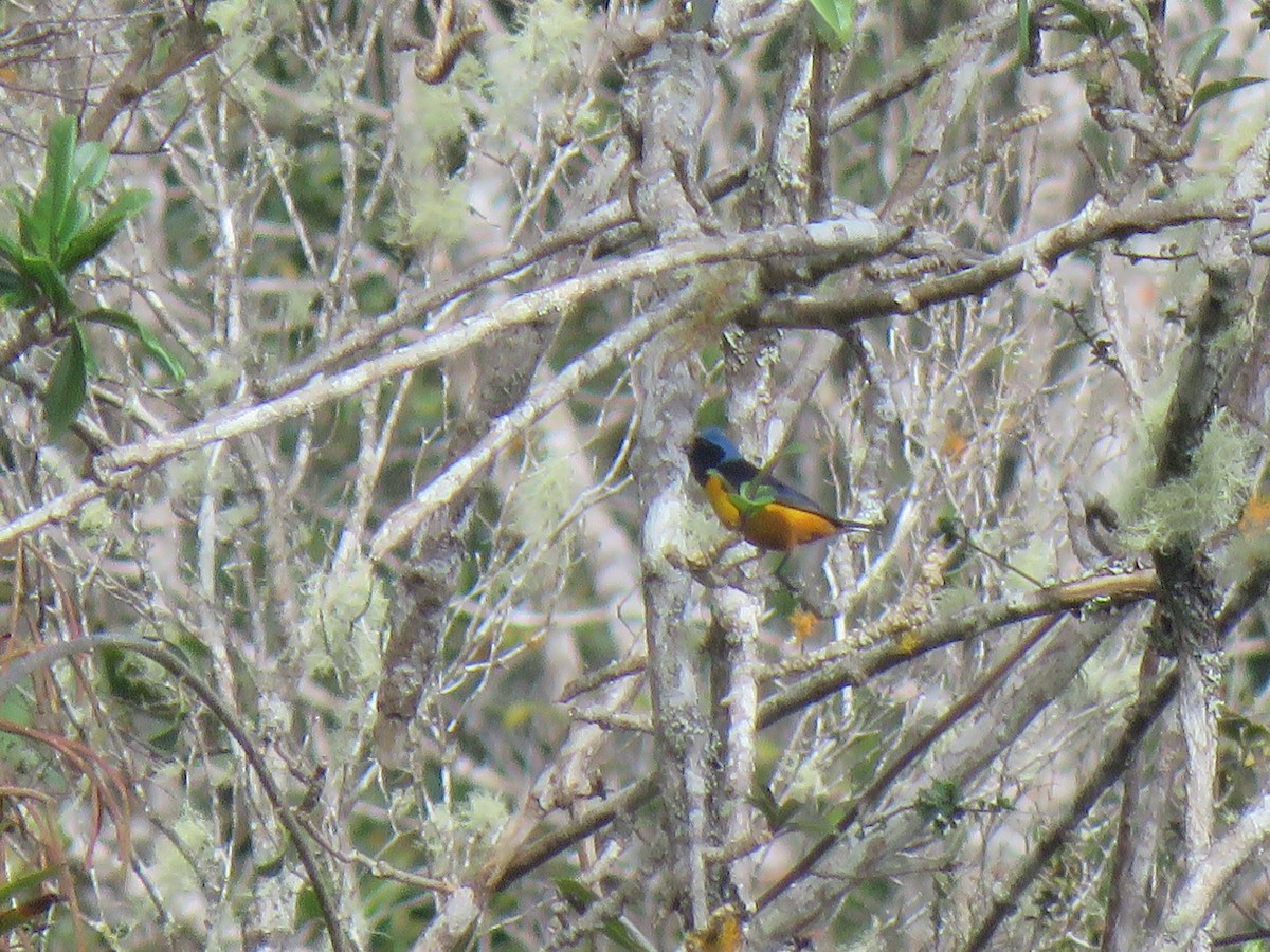 Hispaniolan Euphonia - ML630965534
