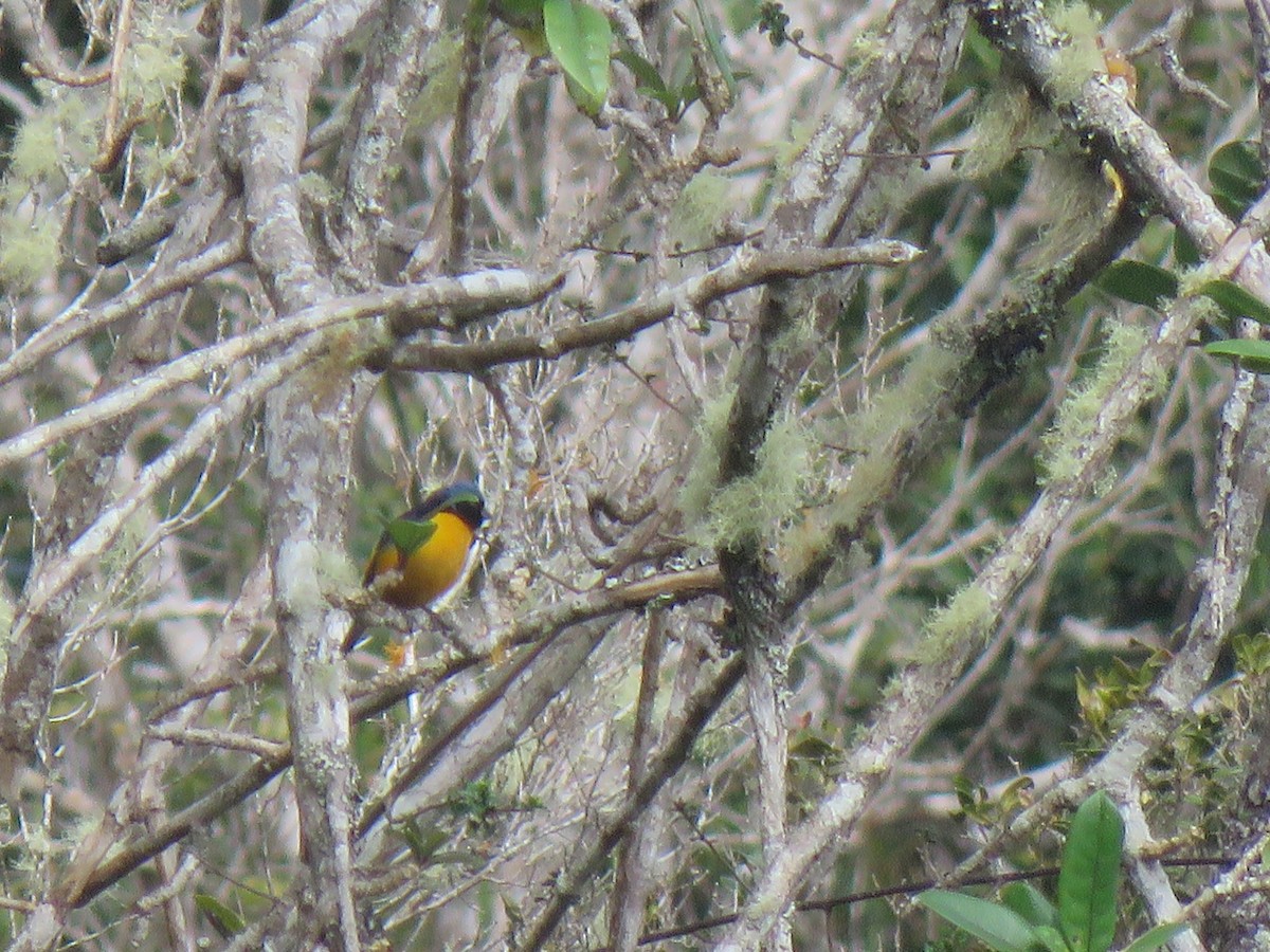 Hispaniolan Euphonia - ML630965536
