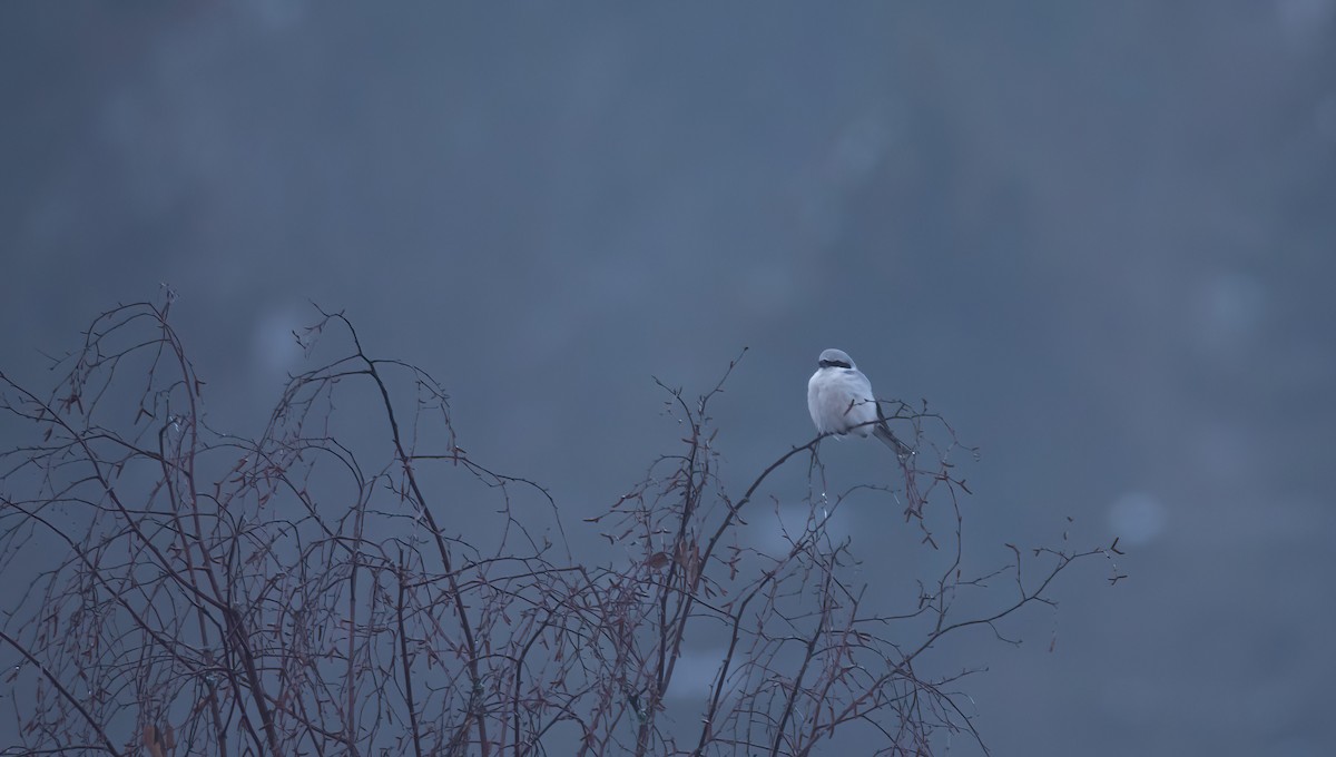 Great Gray Shrike (Great Gray) - ML630965552