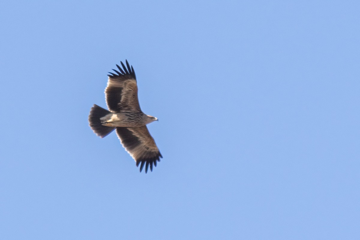 orel královský - ML630965577