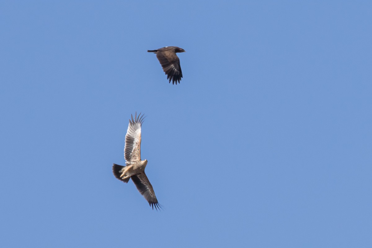 orel královský - ML630965578