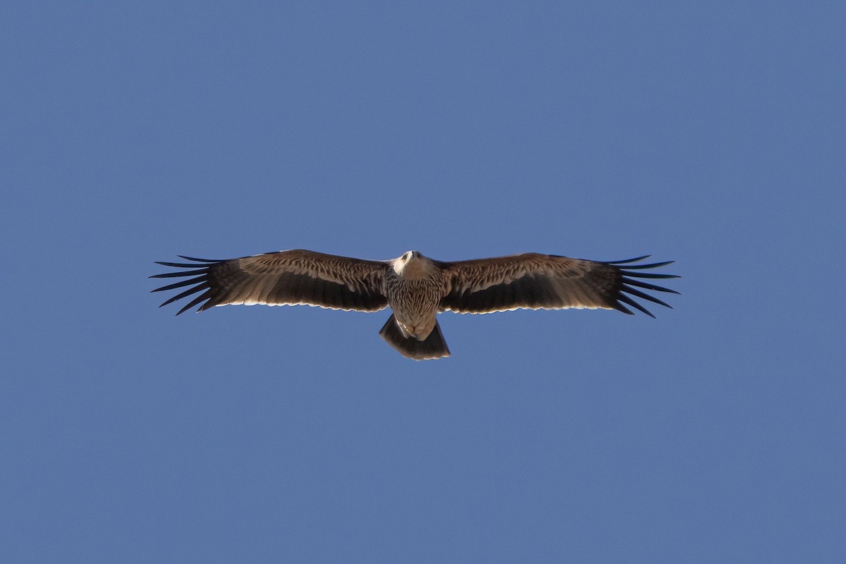 orel královský - ML630965579