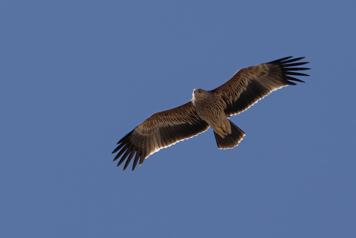 orel královský - ML630965581