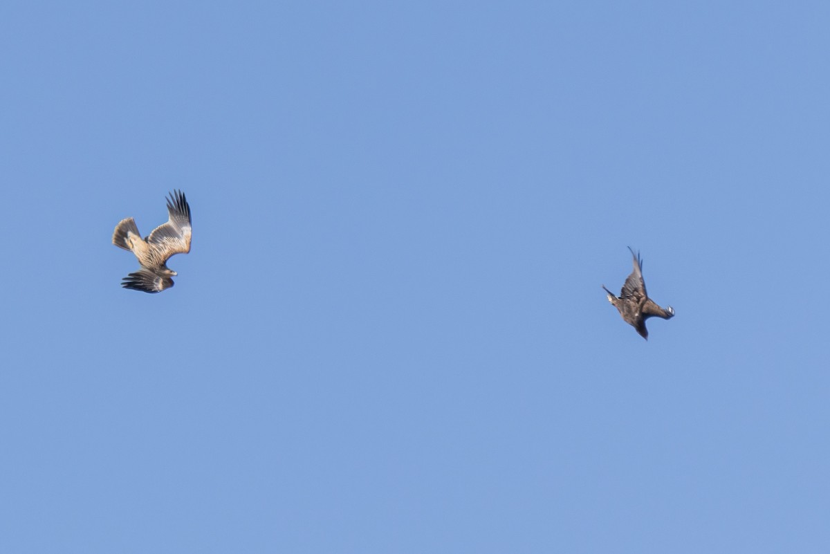 orel volavý - ML630965654