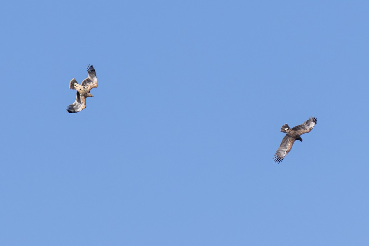 orel volavý - ML630965656