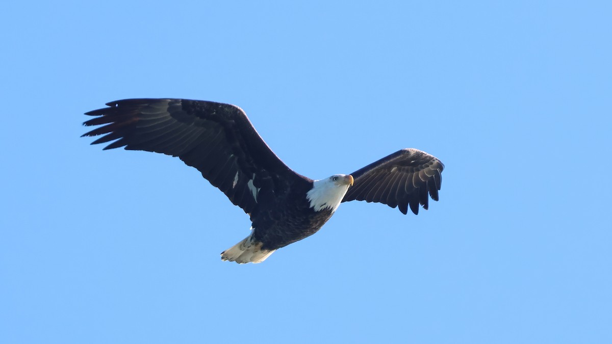 Bald Eagle - Erik Nielsen
