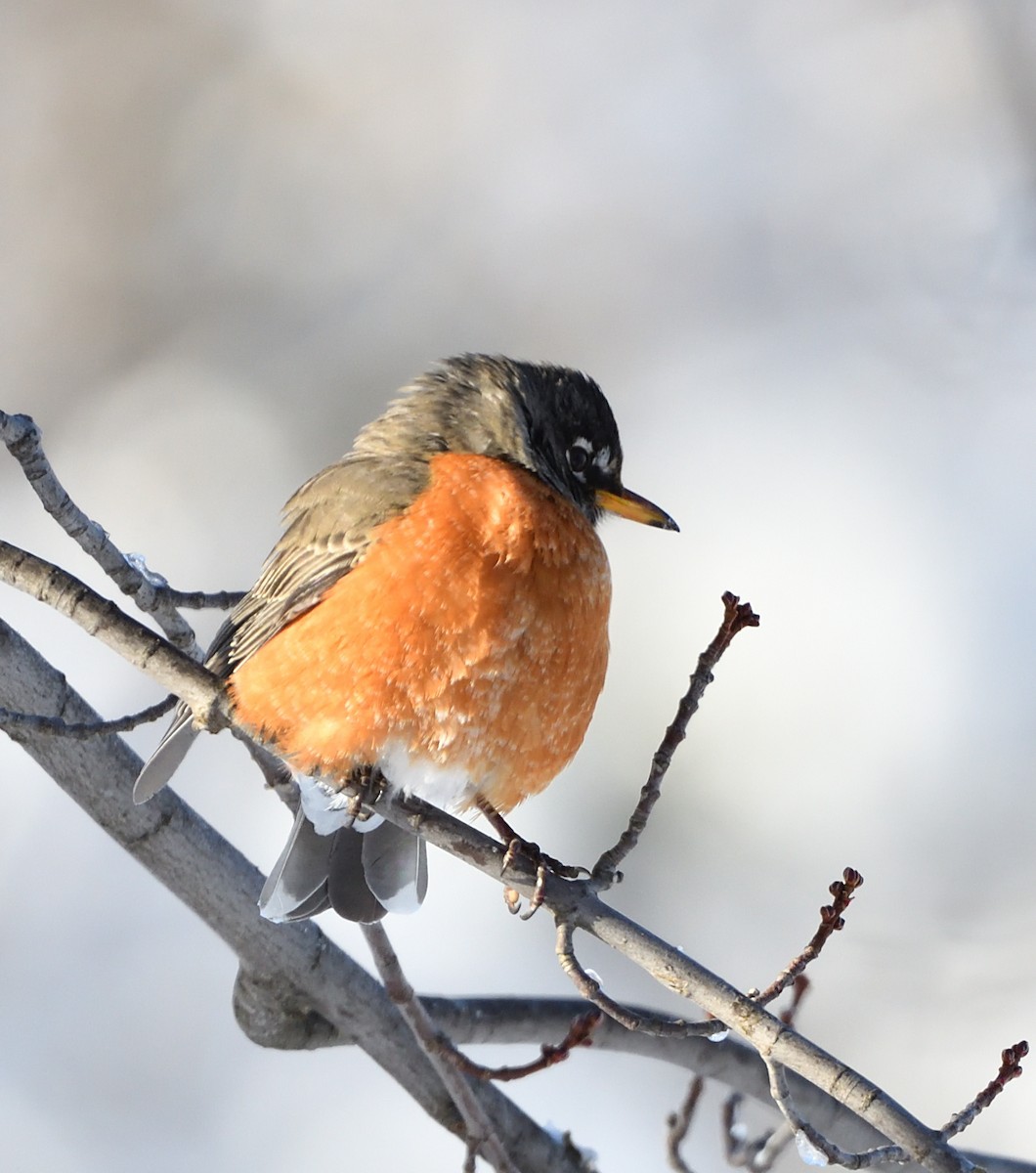 American Robin - ML630965731
