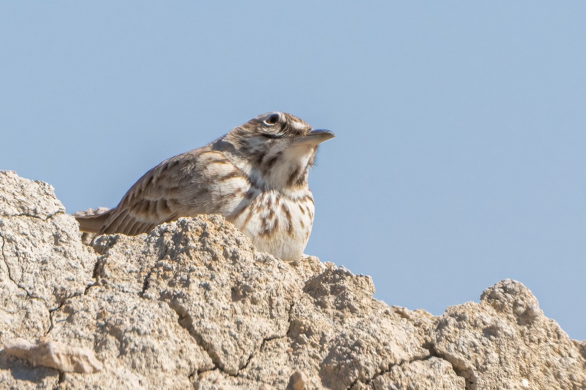 chocholouš obecný - ML630965757