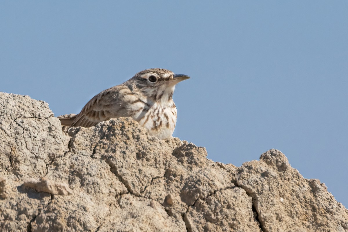 chocholouš obecný - ML630965758