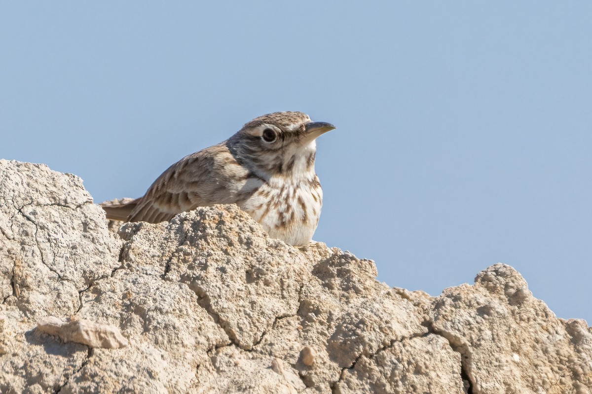 chocholouš obecný - ML630965759