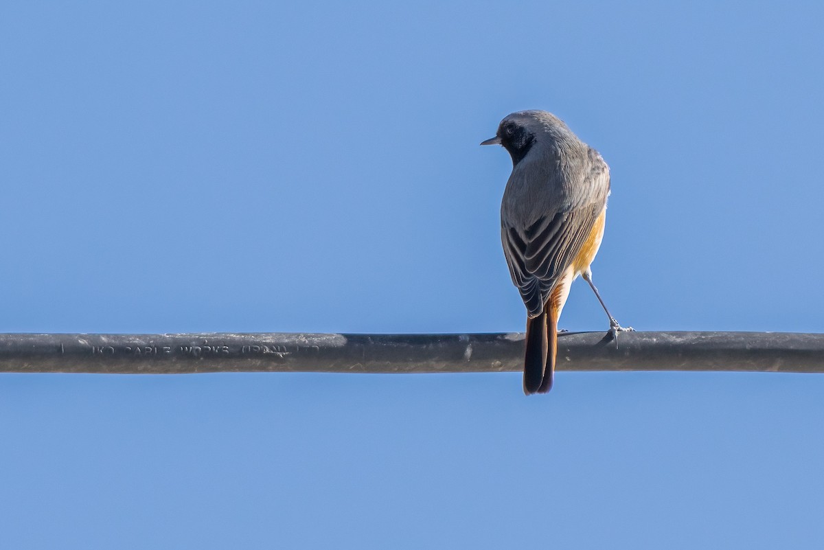 rehek domácí - ML630965797