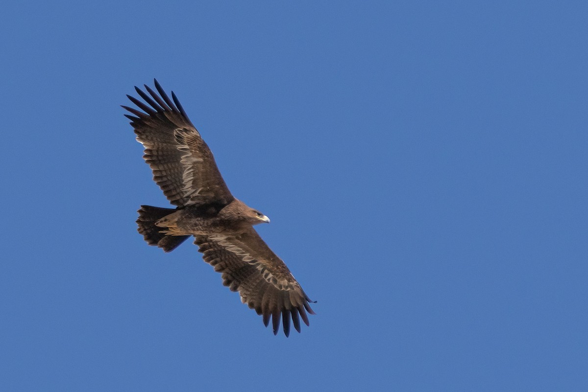 orel stepní - ML630965882