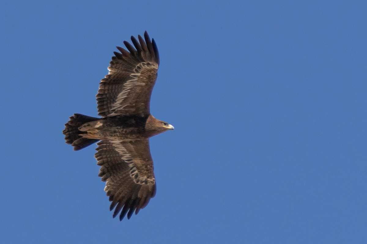 orel stepní - ML630965883