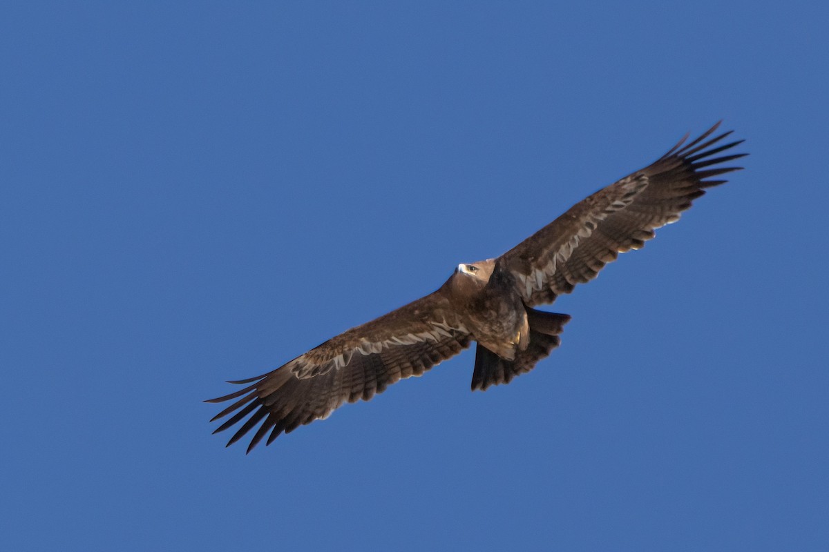 orel stepní - ML630965884